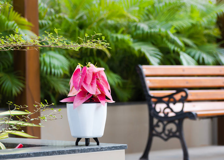 A Touch of Pink: Adding Color to Your Garden Corners